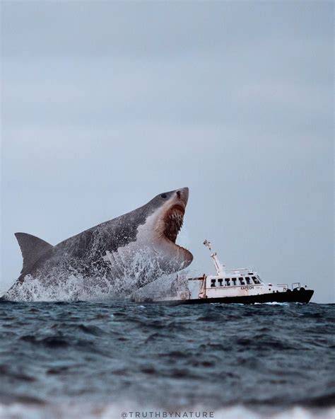 We're gonna need a bigger boat" · · Sort of a recreation from the original Jaws movie scene 🦈 ...