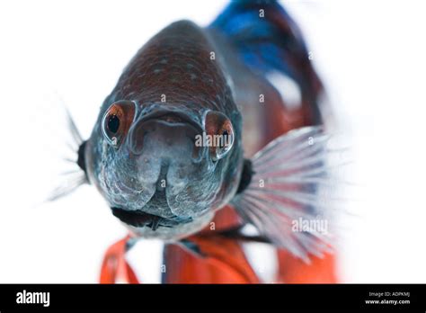 Close up of blue and red Betta fish with a white background Stock Photo - Alamy