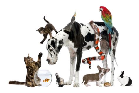 Can different species of pets live together?