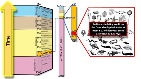 CAMBRIAN EXPLOSION IN ONLY 5 MILLION YEARS? – Evolution is a Myth