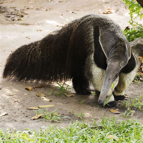 Giant Anteater | The Animal Spot