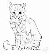 Realistic Cat Coloring Pages Sketch Page sketch template
