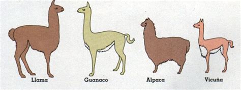 Camélidos altiplánicos | El guanaco es el ancestro silvestre de la llama; la vicuña el ancestro ...