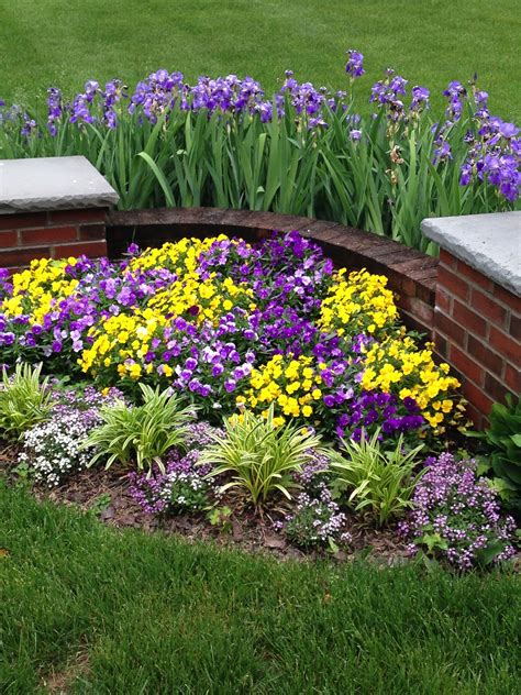 Iris Landscaping Ideas