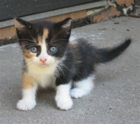 Calico Kitten - Always love a calico... Little Kittens, Cute Cats And Kittens, Kittens Cutest ...