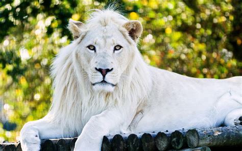 White Lion HD Wallpapers - Wallpaper Cave