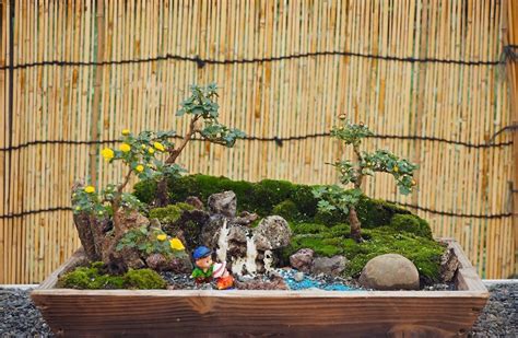 Fairyland Garden Setups | Fasci Garden