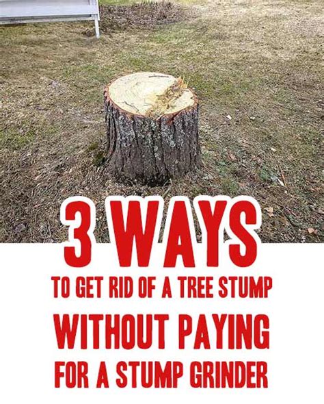 3 Ways To Get Rid Of A Tree Stump Without Paying For A Stump Grinder ...