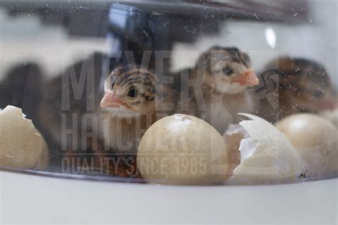 Guide To Hatching Guinea Fowl Eggs | Meyer Hatchery Blog