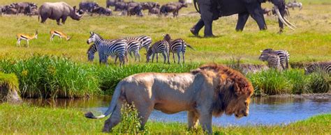 The 11 African Safari Animals you need to see | Intriq Journey