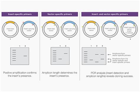 Traditional Cloning Basics | Thermo Fisher Scientific