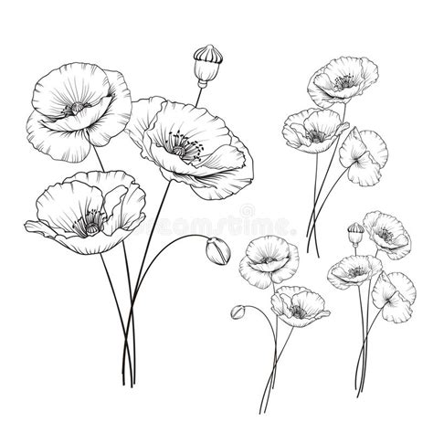 Vintage Poppy Floral Frame in Ink Drawing, Black and White Floral Frame ...