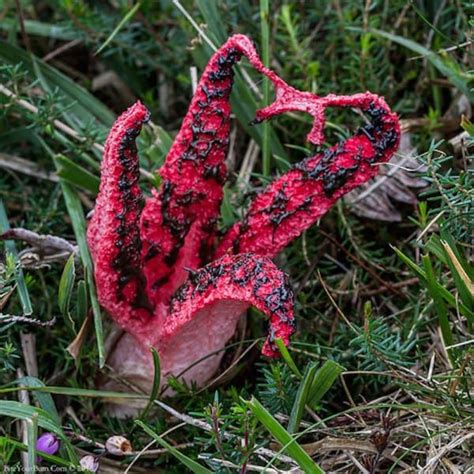 Four to eight tentacles resemble the fleshy hand of a demon or an alien. Their pinkish-red color ...