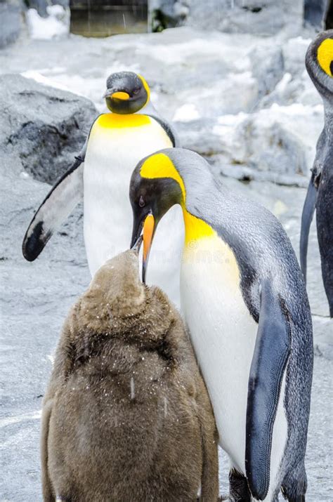 Penguins at Asahiyama Zoo. stock photo. Image of cool - 99610708