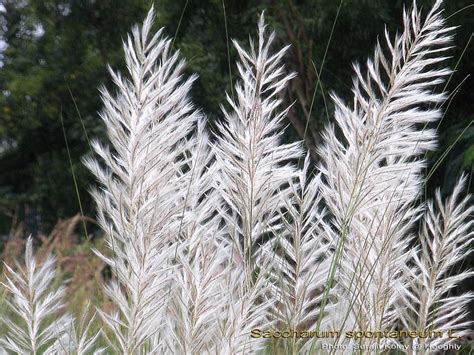 Medicinal Plants: Saccharum spontaneum kaas kaki cheruku Talahib Lach