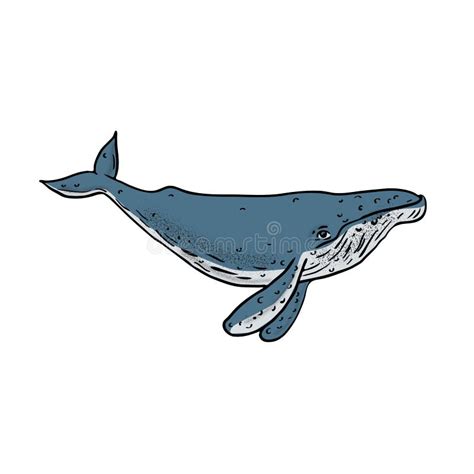 Whale Humpback Stock Illustrations – 7,004 Whale Humpback Stock ...