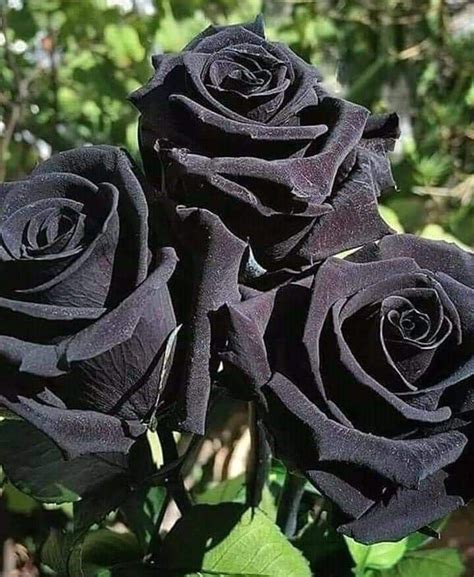 Pin by Sarvi on Plants | Black rose flower, Black rose seeds, Rose seeds