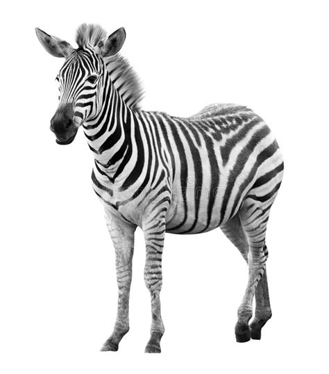 Young male zebra isolated. On white background , #ad, #zebra, #male, #Young, #background, #white ...