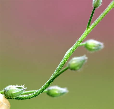 Myosotis arvensis – eFlora of India