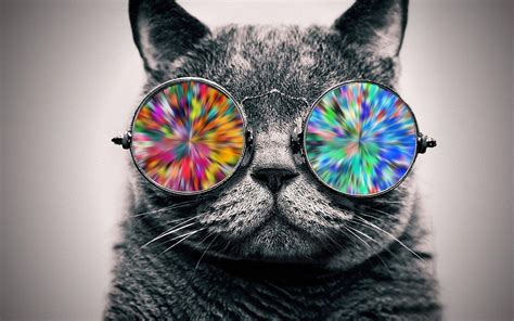 Cat with Glasses HD Wallpapers - Top Free Cat with Glasses HD Backgrounds - WallpaperAccess