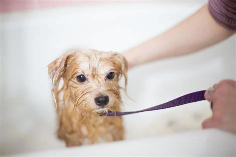 Dog Bath: Safety Tips for Bathing Your Dog | FitBark