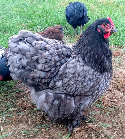 Blue Cochin Standard Baby Chicks for Sale | Cackle Hatchery®