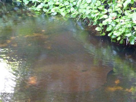 Giant freshwater stingray, June 2013. - ZooChat