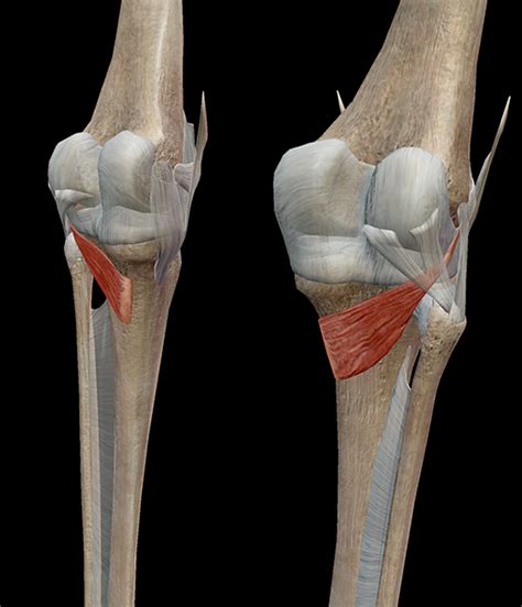 Learn Muscle Anatomy: Popliteus