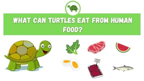 What Can I Feed Turtles?