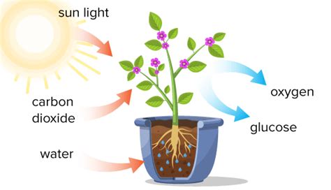 Which Equation Describes What Happens in Photosynthesis - JoykruwLynn