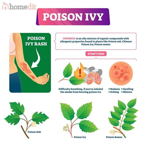 How To Kill Ivy And Identify Poison Ivy