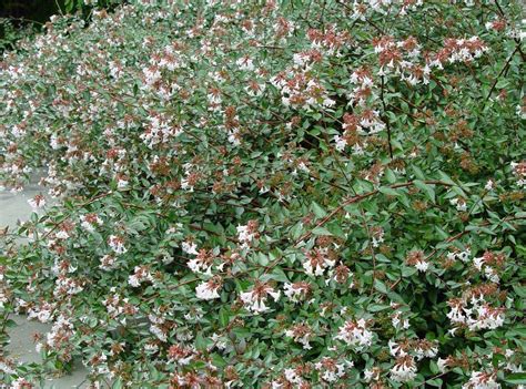 Is a line of abelias a good choice for an evergreen shrub? Gardening Q&A with George Weigel ...