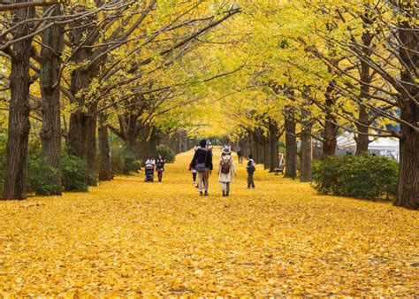 What's Japan Like in Autumn 2021? Tokyo Weather & What to Wear for ...