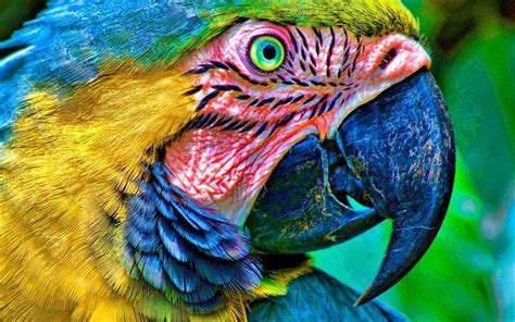 Download wallpapers Ara, close-up, parrots, birds, HDR for desktop free. Pictures for desktop ...