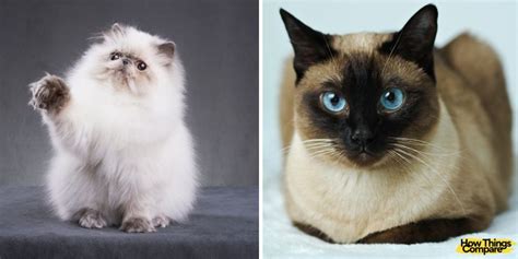 Persian Cat vs Siamese Cat: How Do They Compare? – howthingscompare.com