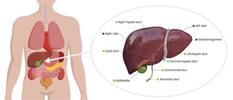 Liver Abscess - Harbour Surgery Centre