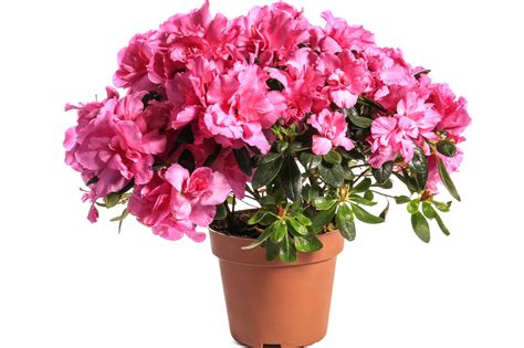 How to Grow Azaleas in Pots and Keep Them Blooming!