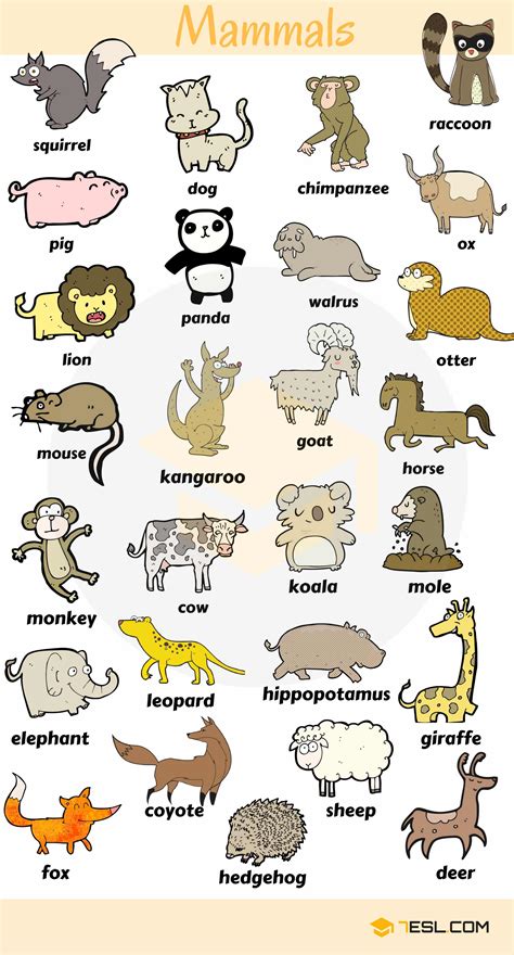 List Of Mammals: Useful Mammal Names With Pictures - 7 E S L