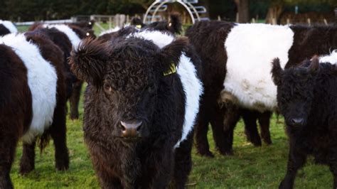 For Sale : Badgers Keep Belted Galloways Stud – Australian Belted Galloway Association Inc