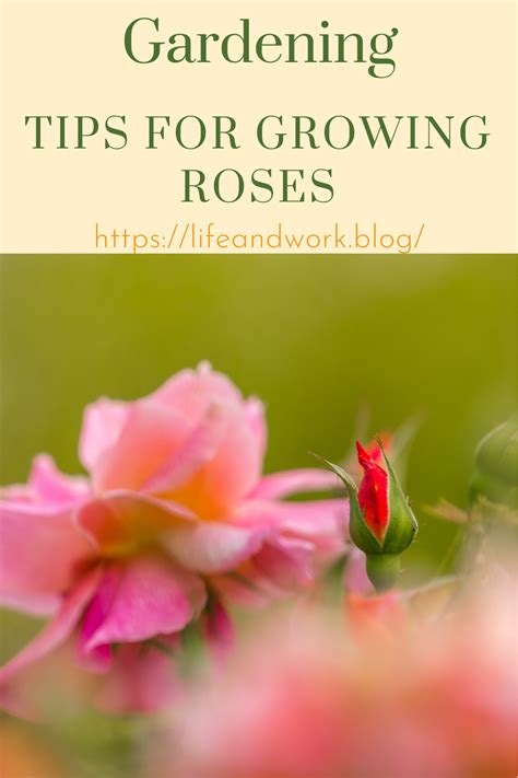 Gardening - Tips For Growing Roses