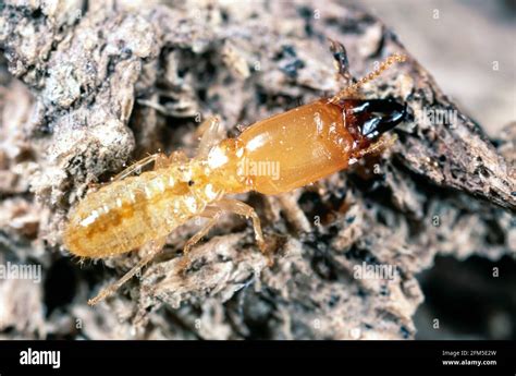 Soldier Termite High Resolution Stock Photography and Images - Alamy