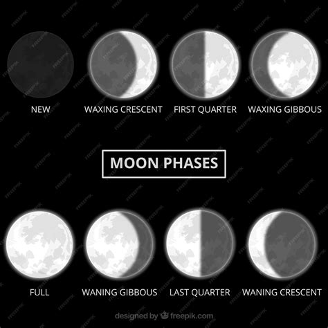 Free Vector | Realistic moon phases