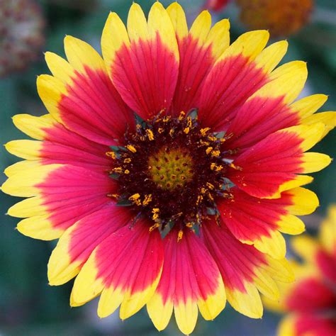 Blanket Flower Gaillardia Wildflower Seeds - 4 Oz - Perennial Wild Flower Garden Seeds ...