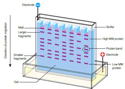 Gel Electrophoresis Lab