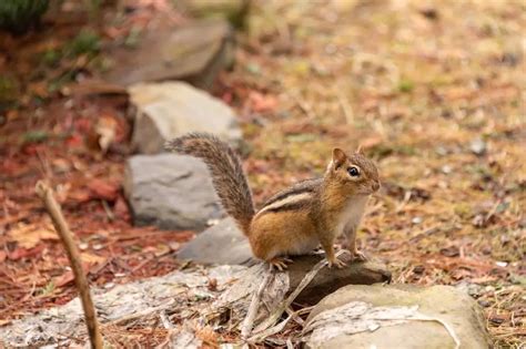 Do Chipmunks Live Underground? (And How Can You Keep Them Away?) - My ...