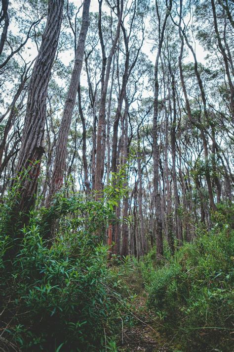 Lush forest with tall thin trees in daylight · Free Stock Photo