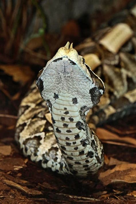 Camouflaged Venomous Gaboon Viper Stock Image - Image of deadly, dried ...