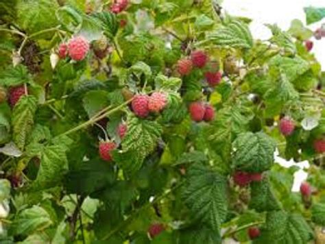 Three Plants 12 Wild Red Raspberry Bush/shrub LIVE Bare - Etsy