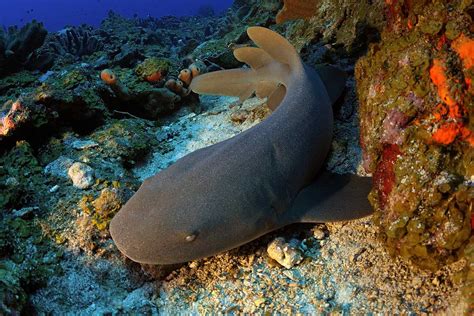 nurse-shark-hans-leijnse|Nature Foundation Sint Maarten