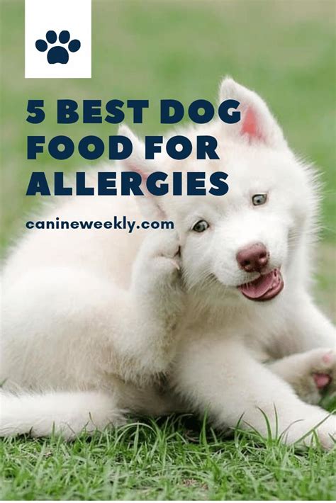 Top 5 Best Dog Foods For Allergies | Hypoallergenic dog food, Dog food recipes, Best ...